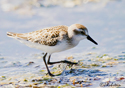 Calidris pusilla